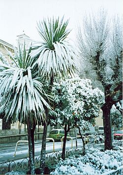 Пальмы в снегу на улицах Гранады