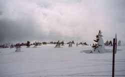 Заснеженные елки на плато